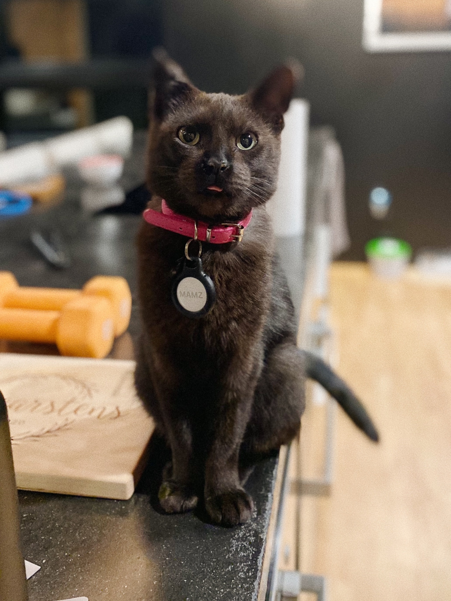 Our cat was missing for 17 days before coming home. Now she wears an AirTag so we ALWAYS know where she is! 🙌🏻🐈‍⬛