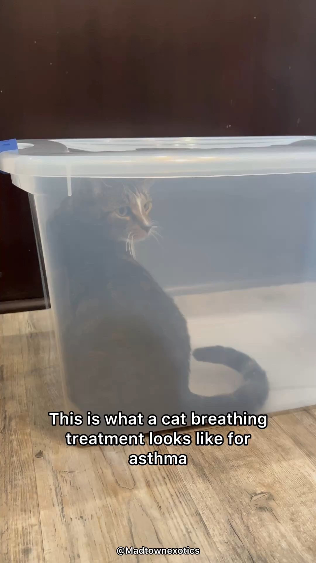 Linking the nebulizer I use for my cats here! Can also be used on kids & adults! #LTKcats #LTKpets #LTKpetcare 

#LTKHome