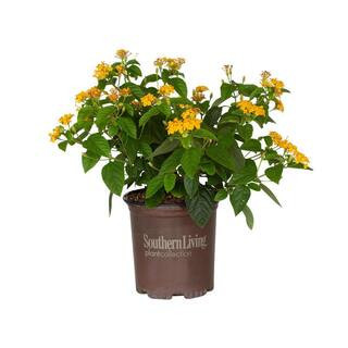 2.5 qt. Golden Yellow Pot of Gold Little Lucky Lantana, Live Perennial/Annual Plant with Reblooming Flowers | The Home Depot