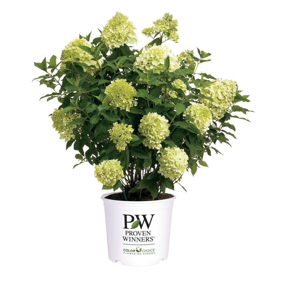 2 Gal. Limelight Hydrangea Shrub with Green to Pink Flowers | The Home Depot