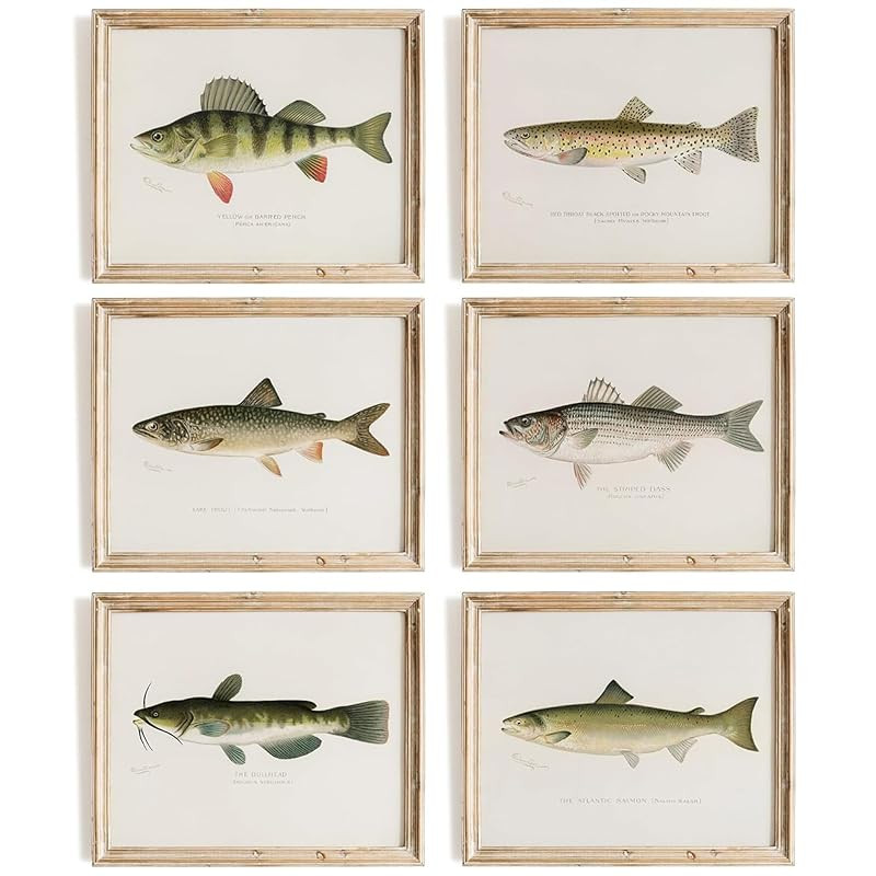 Fish Wall Art Prints (Set of 6) - Unframed - 8x10s | Vintage Fishing Decor - Reproductions of Vin... | Amazon (US)