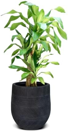 Elly Décor 12 inch Conic fiberstone Planter ,Pattern Stripes Design ,Lightweight, Durable Garden... | Amazon (US)