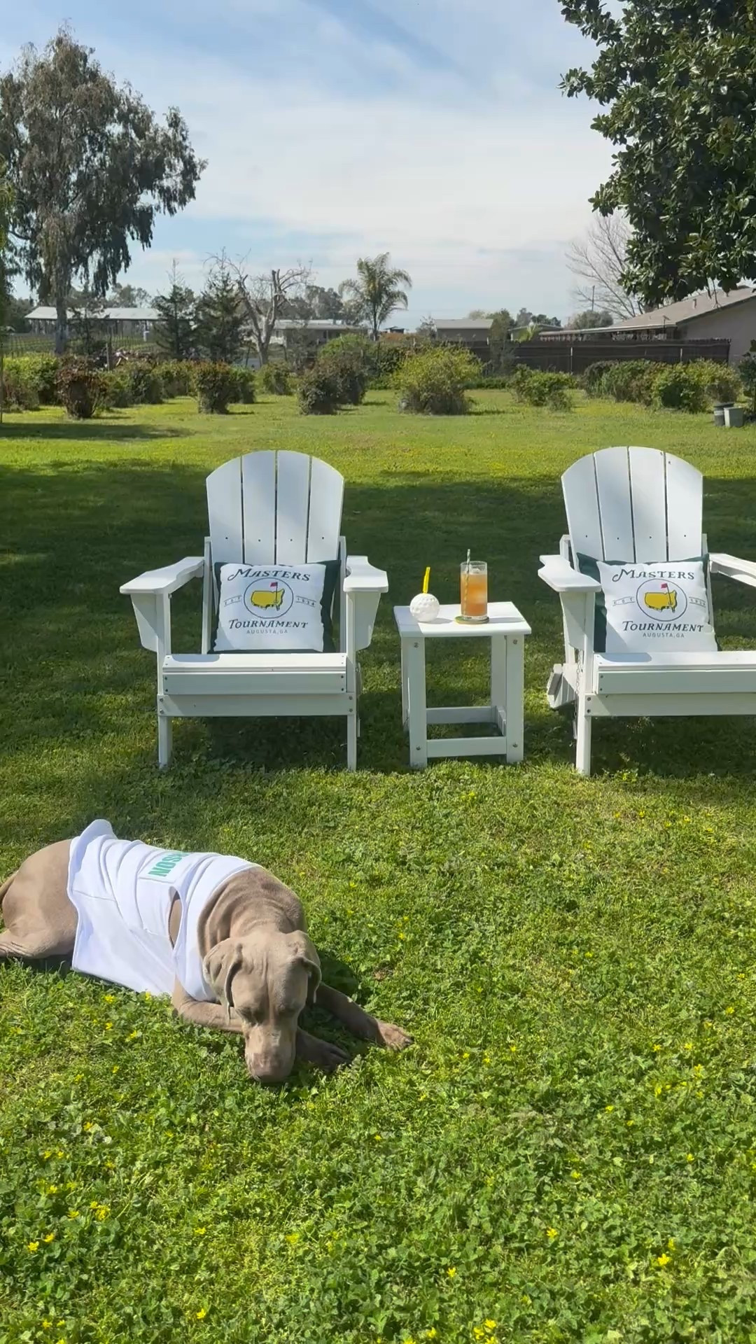 Masters golf tournament caddie outfit for dogs. My Weimaraner is wearing an XL! Masters golf tournament pillows. Masters golf tournament decor. ⛳️

#LTKPets #LTKWatchNow #LTKHome