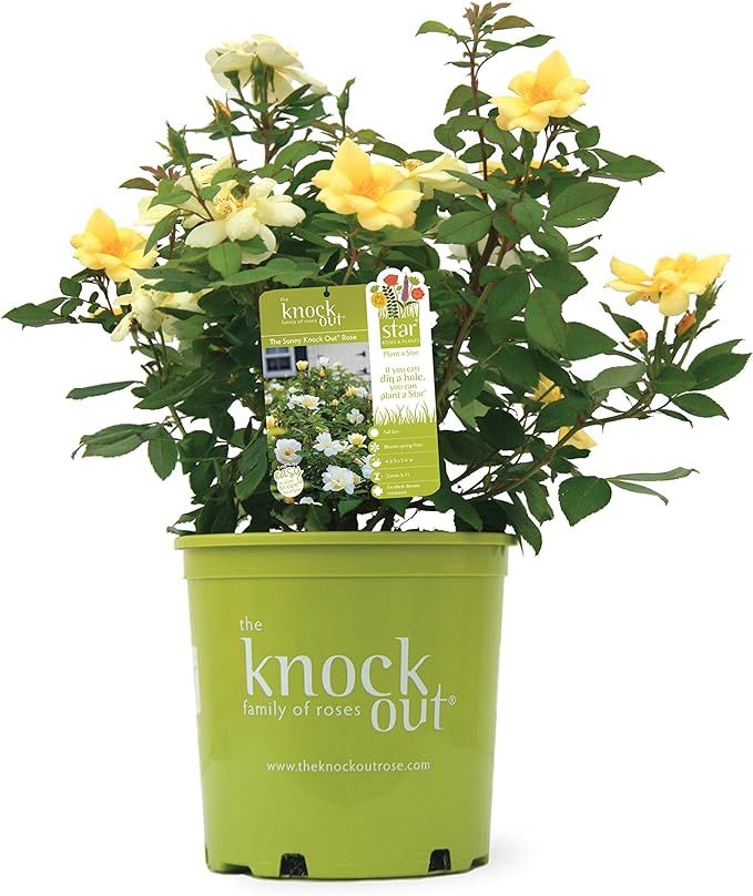 Green Promise Farms Rosa `Sunny Knock Out` (Reblooming) Rose, 2 Size Container, yellow flower | Amazon (US)