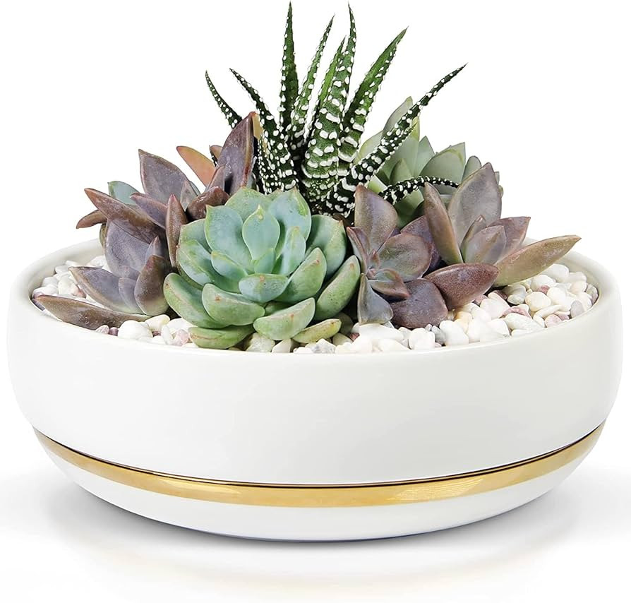6 Inch Succulent Pot with Drainage - Shallow Succulent Planter with Glossy White Finish and Gold ... | Amazon (US)