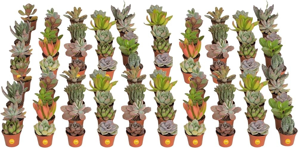 Costa Farms Succulents (100 Pack), Live Mini Succulent Plants, Grower's Choice Live Houseplants, ... | Amazon (US)