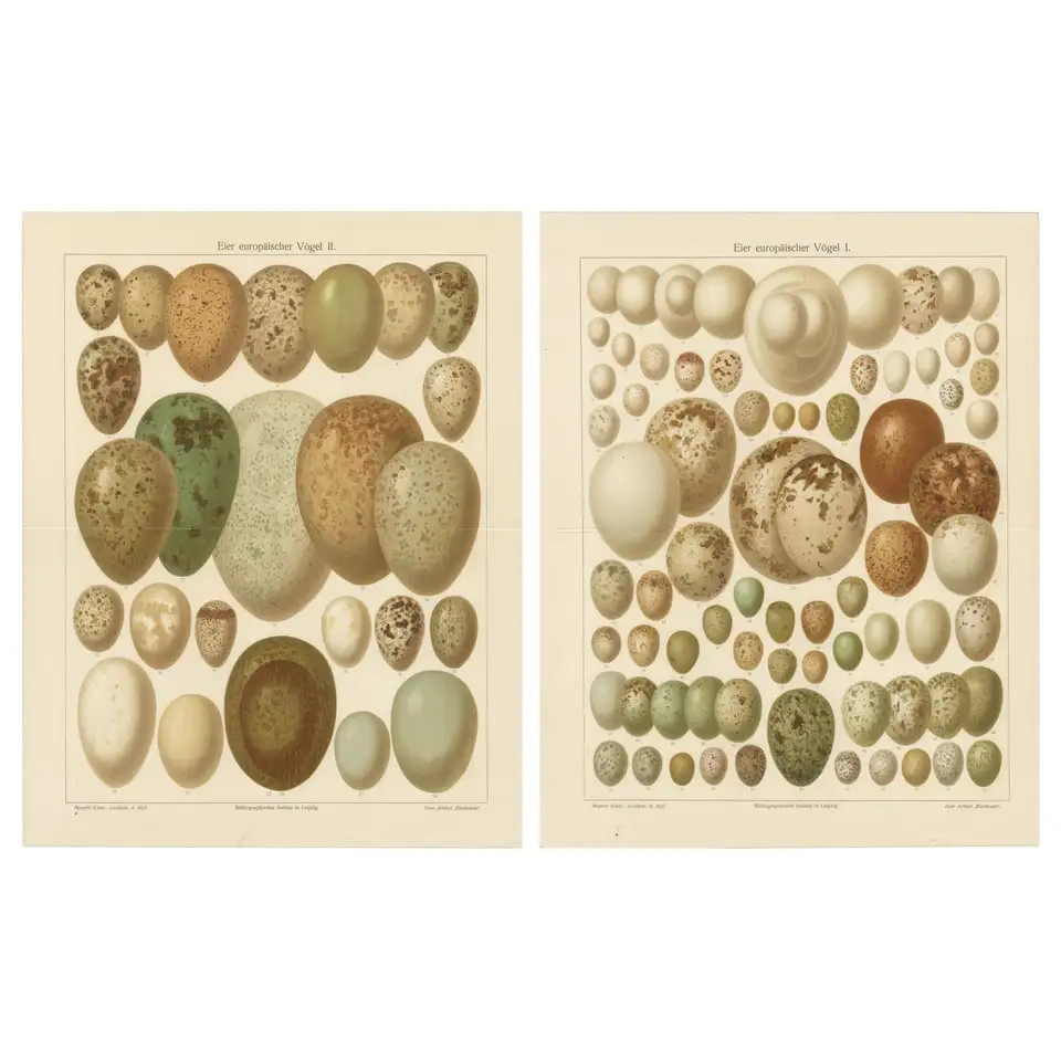European Bird Eggs Lithographs, Set of Two – Meyers Konversations-Lexikon, 1890s | 1stDibs