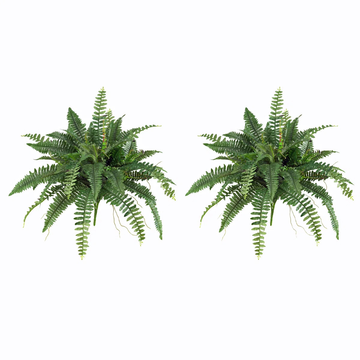Fern Plant (Set of 2) | Wayfair North America