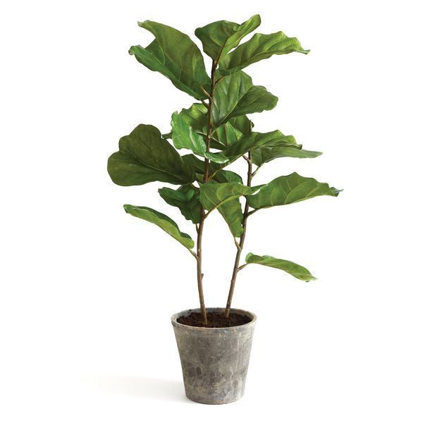 Fiddle Leaf Fig Potted 43" | Scout & Nimble