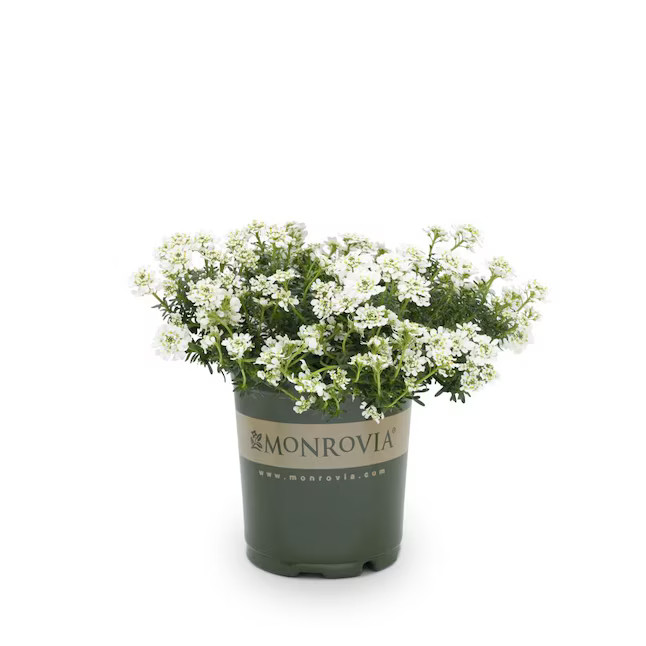 Lowe's White Candytuft Plant in 2.5-Quart Pot | Lowe's