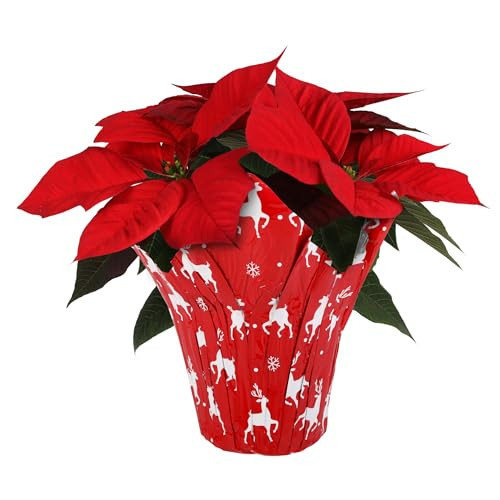 Plants & Blooms Shop SA5138 Live Red Poinsettia Plant in Red Reindeer Pot Cover, Live Plant, Classic Christmas Décor or Gift, 4" Diameter, 8" Tall | Amazon (US)