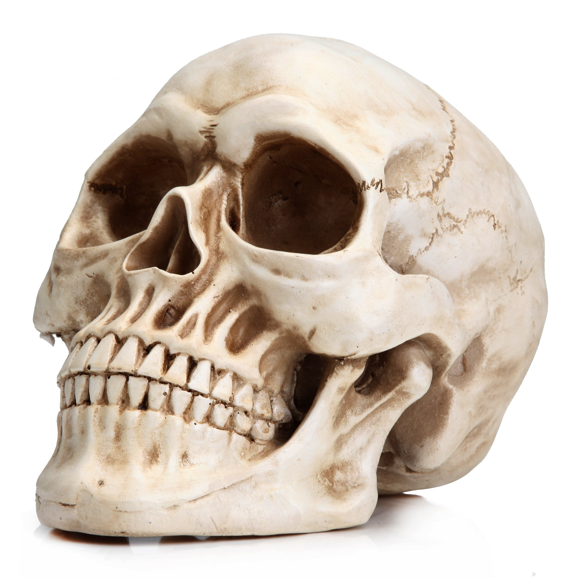 READAEER Resin Skull, Human Head Model for Home Decoration, Halloween Statue, Skull Model for Boo... | Amazon (US)