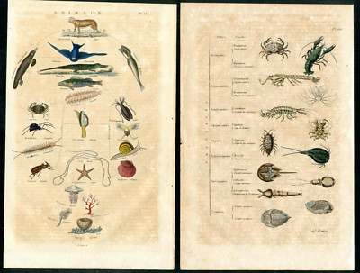 1836 Guerin Dictionnaire Histoire Classification Chart Animal, Fish 2 Prints | eBay US