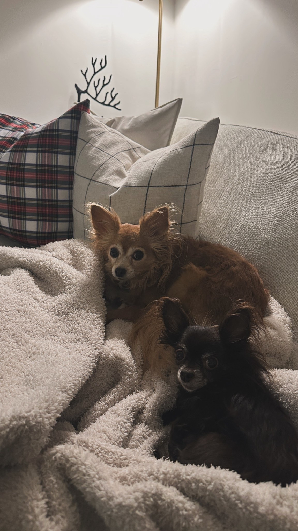 Cozy Christmas at home // king size throw blanket is so warm and comfy! // plaid pillow covers //



#LTKHoliday #LTKHome #LTKFindsUnder50