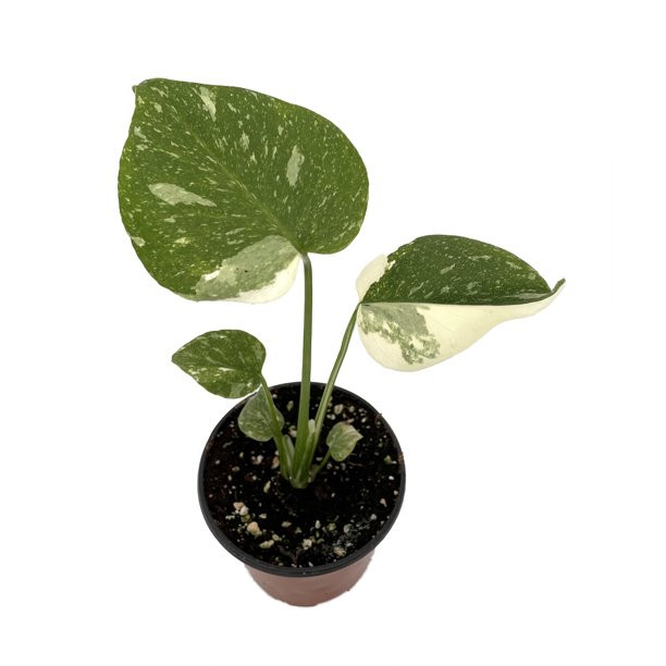 Rare Thai Constellation Philodendron - 4" Pot - Collector's Series | Walmart (US)