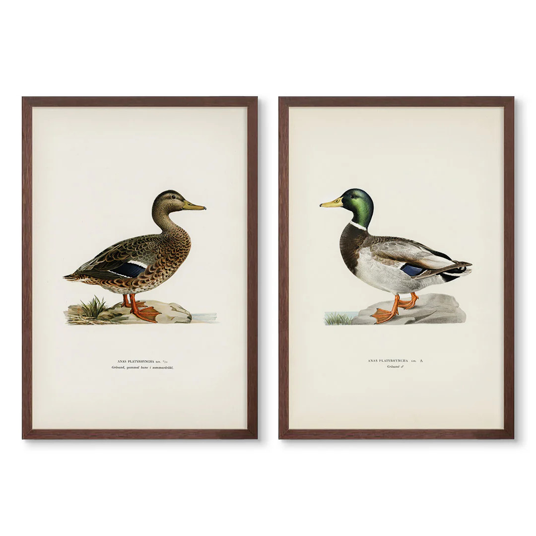 Vintage Ducks Pair No.2 | High Quality Art Prints | Urban Garden Prints