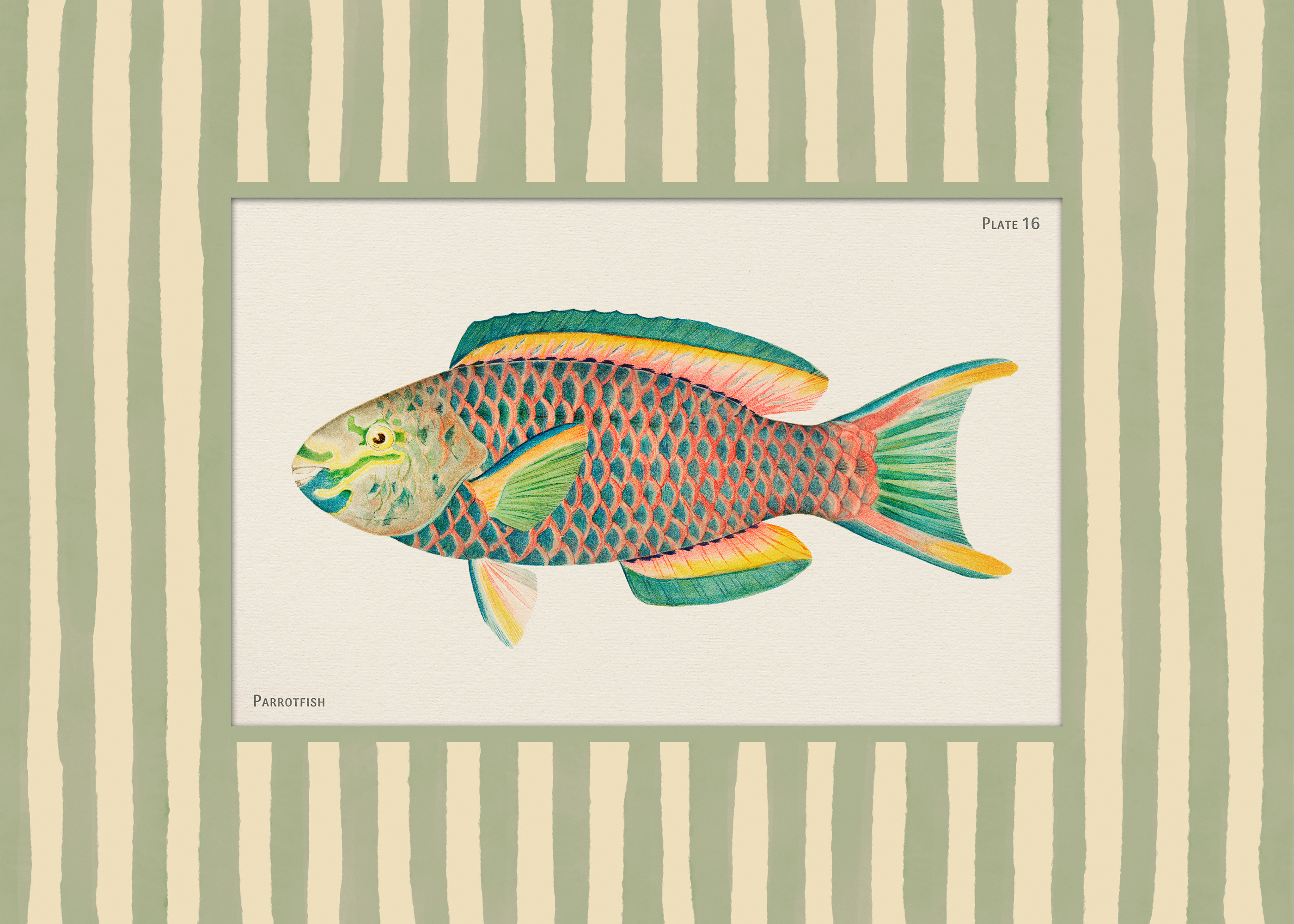 Vintage Parrotfish Print | Desenio