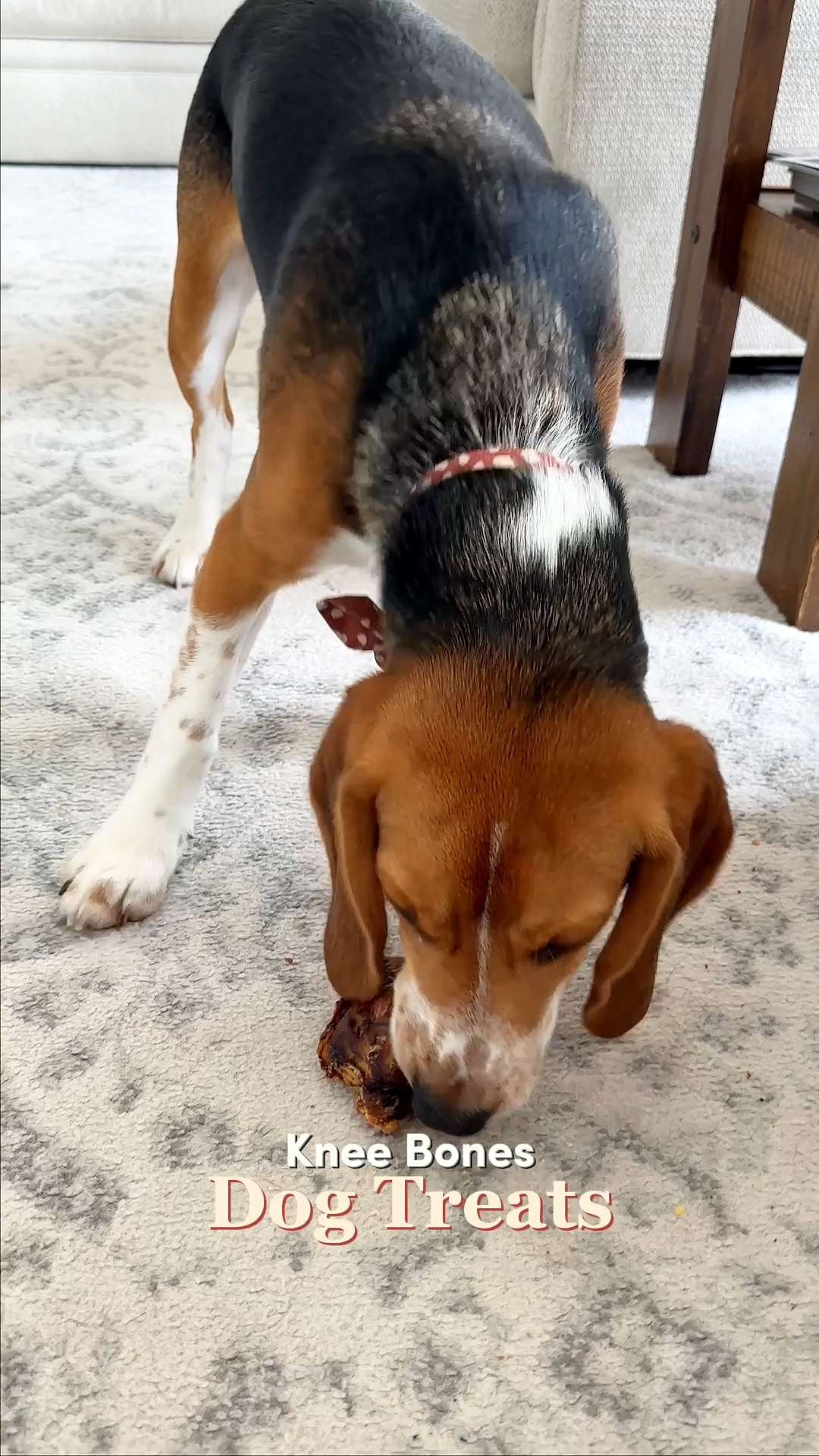 Give your furry friend a treat that’s as tough as they are! 🦴 Jack & Pup Knee Bones are a total game-changer for the power chewer in your life. Great gift ideas for a "gotcha day" celebration, a new puppy welcome kit, or for the friend who is always looking for the healthiest, single-ingredient snacks for their pet! 🐾  #JackAndPup #DogChews #DogWellness #BeefKneeBones #PetCareHacks  

#LTKmomlife #LTKHome