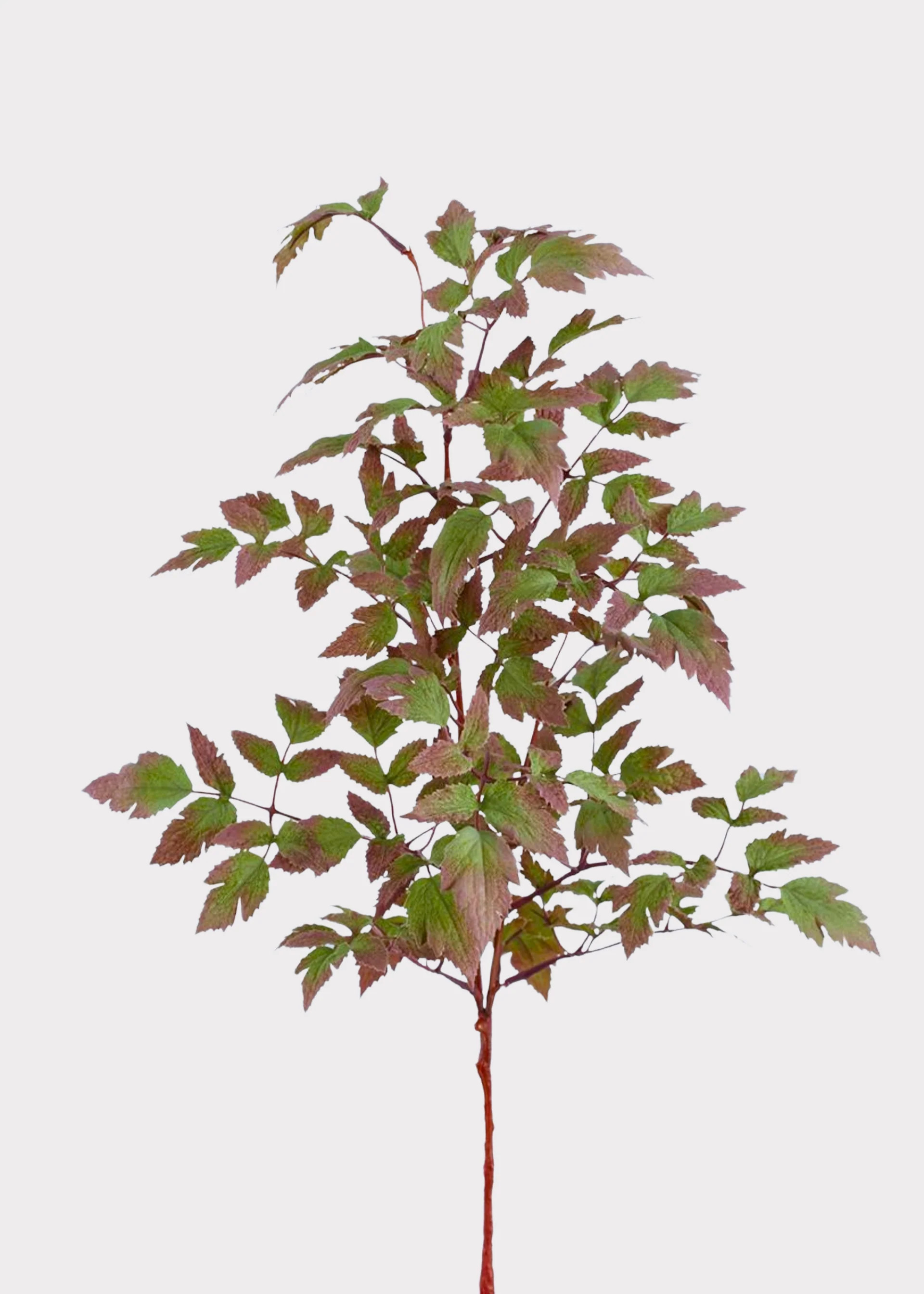Purple and Green Fake Cimicifuga Leaf Branch - 30" | Afloral