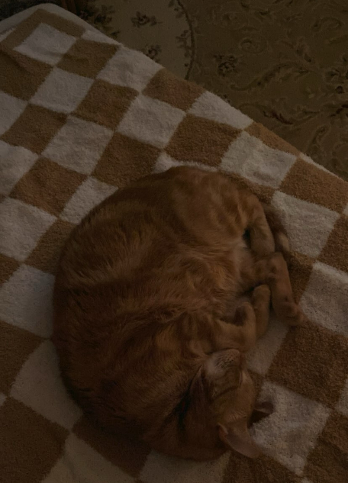 a cozy soft blanket your cat (and family) is guaranteed to love! this feels like a barefoot dreams blanket. It’s stretchy, warm and lightweight. 10/10 recommend. 

#LTKhome #LTKfindsunder50