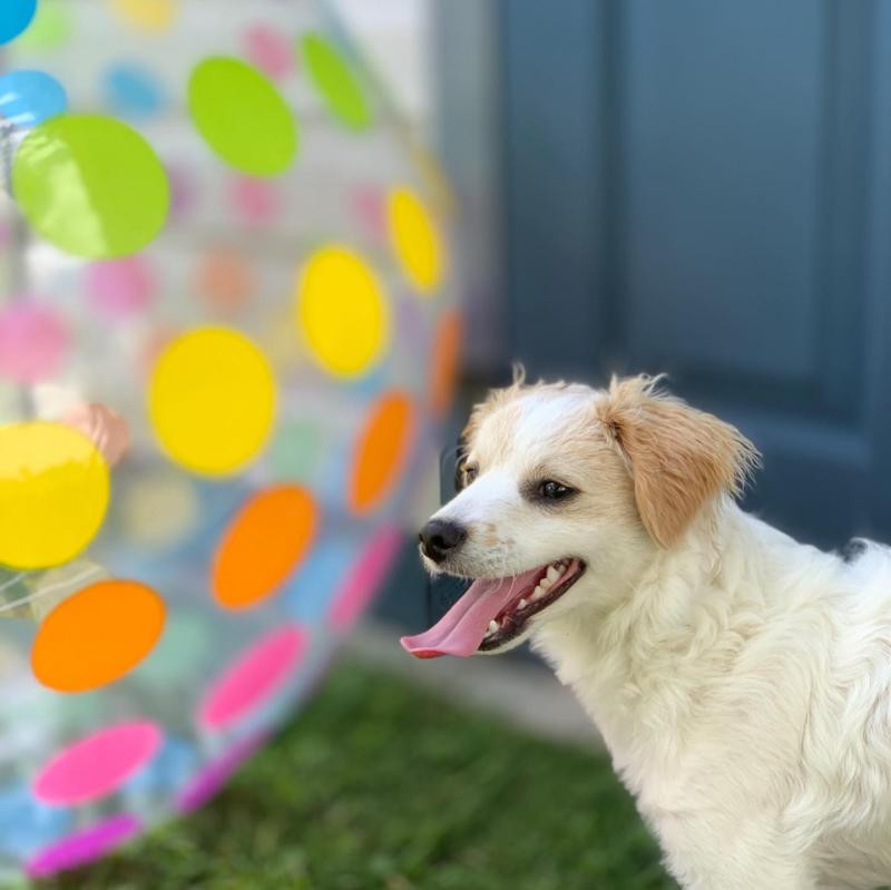 Intex Jumbo Beach Ball | DICK'S Sporting Goods