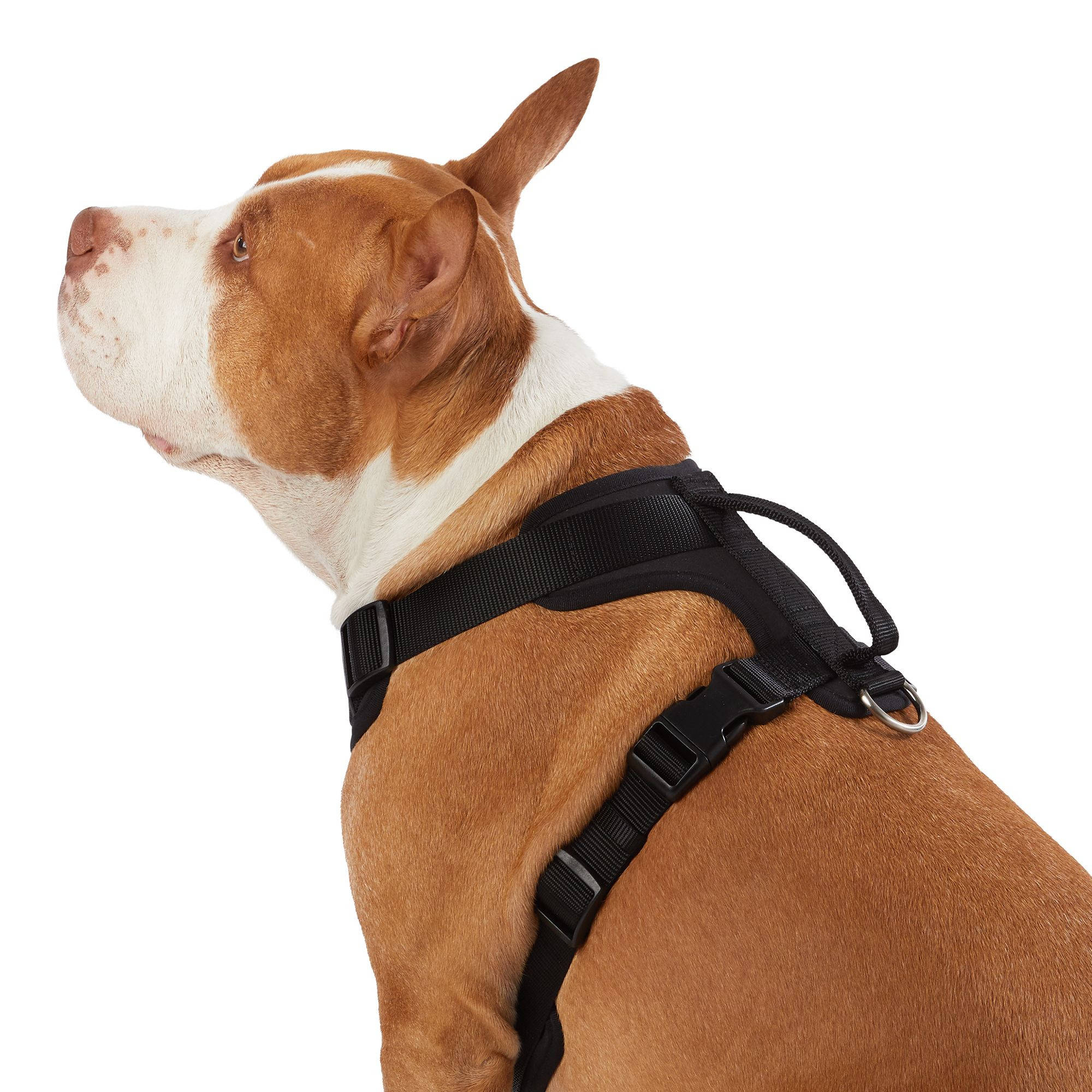 Top Paw® Neoprene Comfort Dog Harness | PetSmart