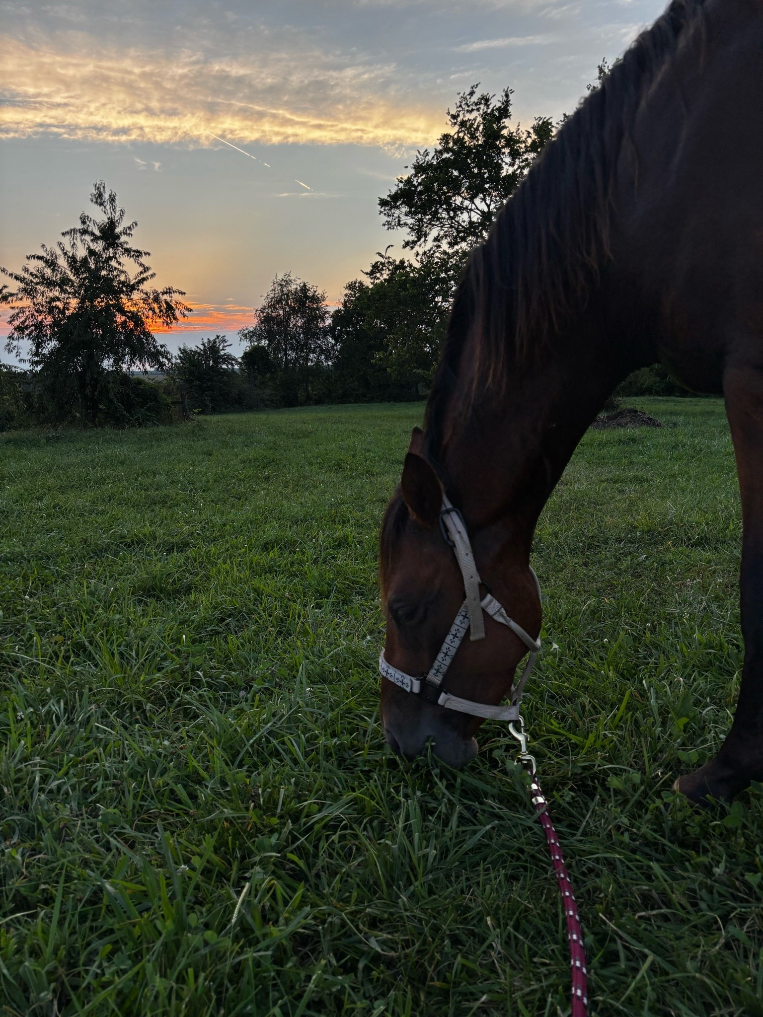 Have been down and out bad hahah but finally got to spend some time with May last night lunging her  and hand grazing. Hoping and praying we’re not on the HG train again 😭😭

#LTKdayinmylife #LTKBump #LTKmomlife