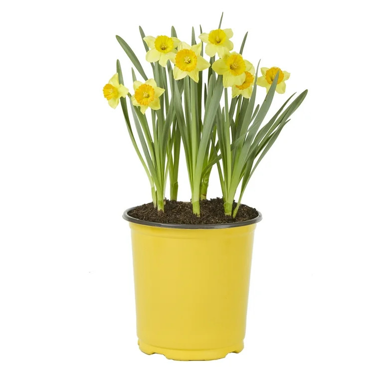 Expert Gardener 2.5QT Yellow Daffodil Live Plant for Full Shade | Walmart (US)