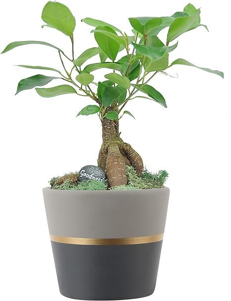 Costa Farms 1-Year Old, Mini Grower's Choice Bonsai Indoor Tree with Inspirational Message in Moc... | Amazon (US)