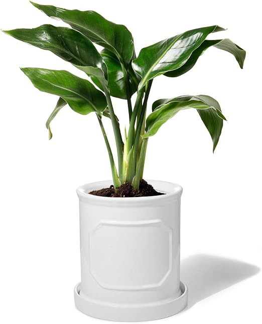 POTEY 050201 Ceramic Pots for Plants - 6.2 inch Cylinder Flower Planters Bonsai Container with Dr... | Amazon (US)