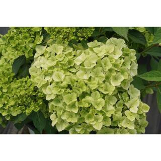 4.5 in. Quartz Fairytrail Green Cascade Hydrangea (Hydrangea x) Live Flowering Shrub with Green F... | The Home Depot
