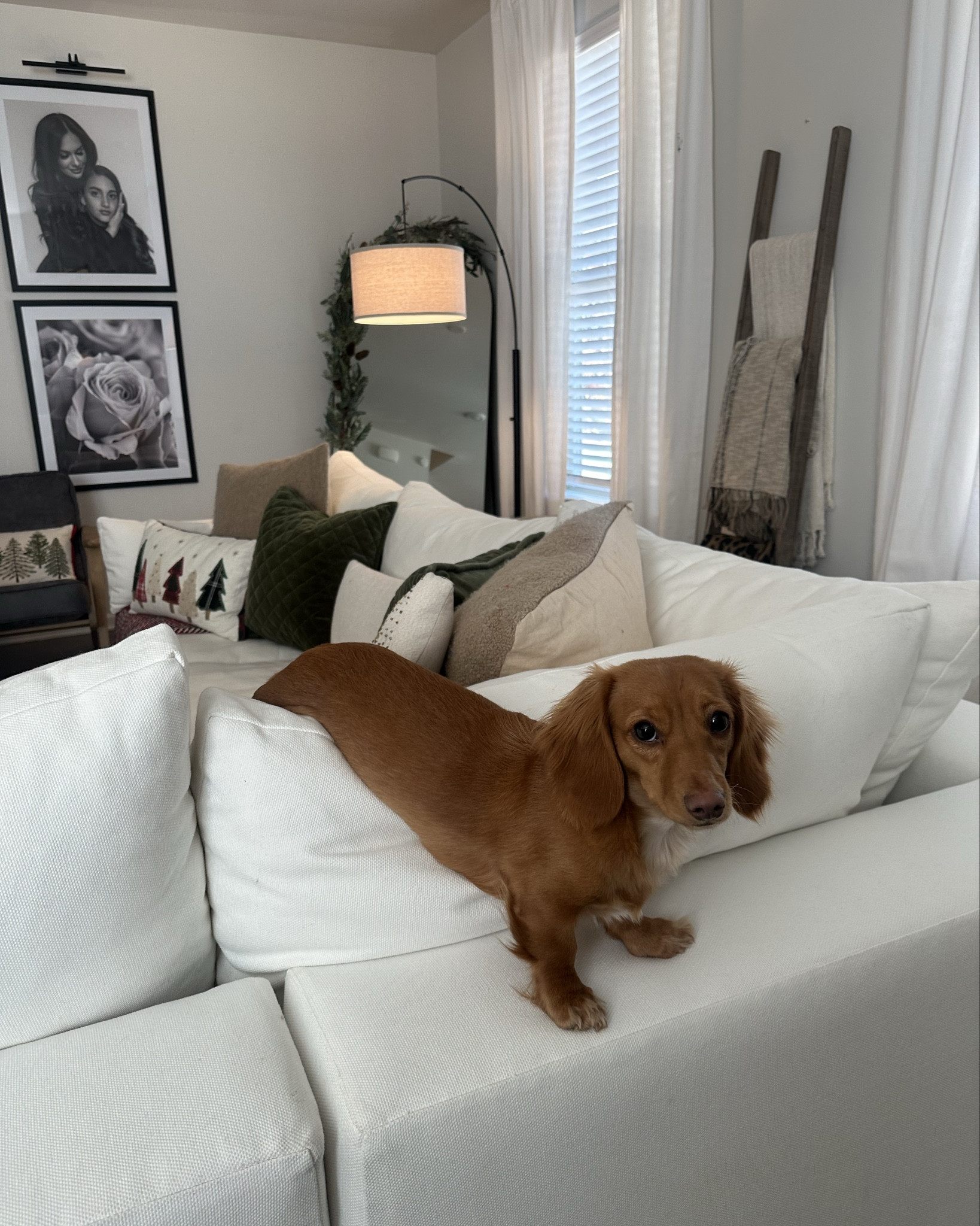 Pet friendly durable couch! I also linked more affordable options 

#LTKHome