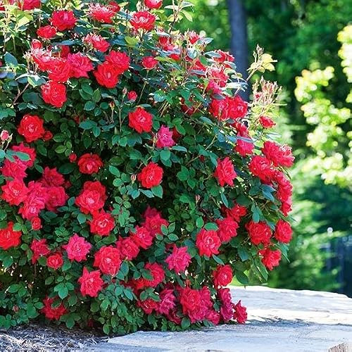 Brighter Blooms - Double Knock Out® Rose Shrub, 1 Gallon - No Shipping to AK, AZ, HI | Amazon (US)