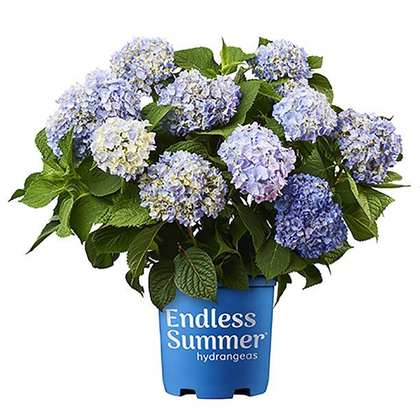 Endless Summer Hydrangea Original Shrub 5 Gallon | Walmart (US)