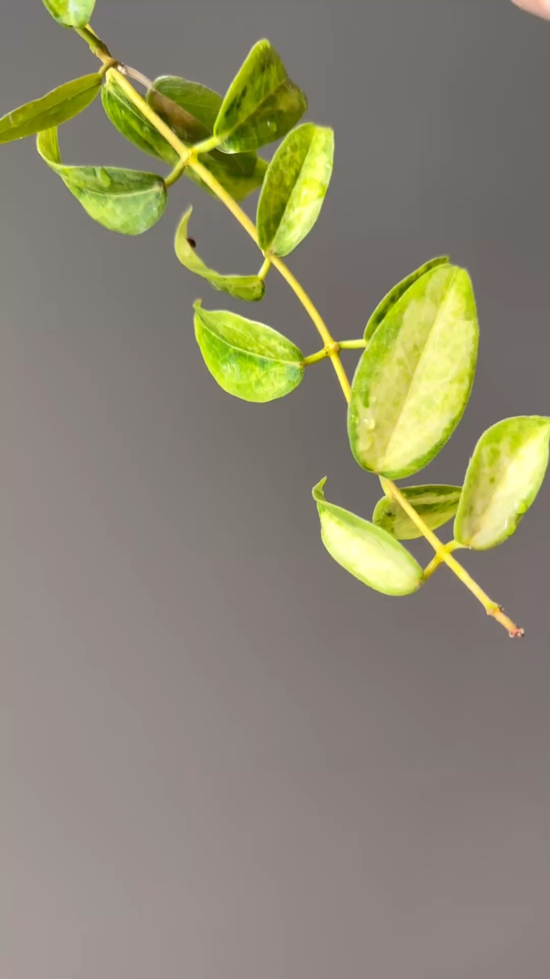 Collecting hoyas is a slippery slope… and #hoyadennisiifrida is part of the reason why. Tiny leaves, delicate vines, and endless charm. This is one of those Hoyas that reminds me beauty doesn’t always have to be bold. Are you growing this one, or is it still on your wishlist?

Liz’s personal experience only…every environment is different:
🪴Name: Hoya dennissii Frida 
🪴Light: shaded outside during the summer and under grow lights in the colder months
🪴Water: when dry
🪴Avg Temp last 30 days: 80’sF
🪴Relative Humidity last 30 days: 80%
🪴Fussy: I’ve had root rot issues a few times now
🪴Rate of growth: medium 
🪴Rareness: not common
🪴Pot size: 3 oz cup
🪴Growing Medium: my coco coir mix
🪴Fertilizer: I apply a nutrient-rich fertilizer tailored for Hoyas approximately every other watering when the plant isn’t dormant. It’s packed with essential macro and micronutrients, it’s the best I’ve found for hoyas!
🪴Rooting Method: in my custom coco coir mix
🪴Time In My Care: 2 years
🪴Would Liz recommend this one: yes

#ilovehoyas #hoyaappreciation