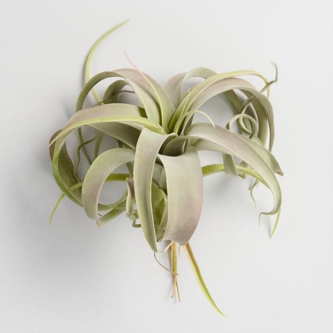 Large Faux Air Plant Pick
							var ensTmplname="Large Faux Air Plant Pick";
							ensTmplname=... | World Market