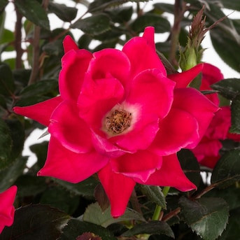 Lowe's Red Double Knock Out Rose 2-Gallon (s) in Pot | Lowe's