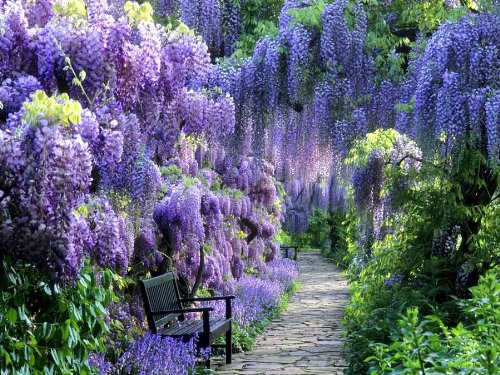 BLUE MOON WISTERIA VINE - FRAGRANT FOOT LONG FLOWERS - ATTRACTS HUMMINGBIRDS - 2 - YEAR PLANT | Amazon (US)