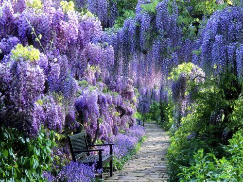 BLUE MOON WISTERIA VINE - FRAGRANT FOOT LONG FLOWERS - ATTRACTS HUMMINGBIRDS - 2 - YEAR PLANT | Amazon (US)