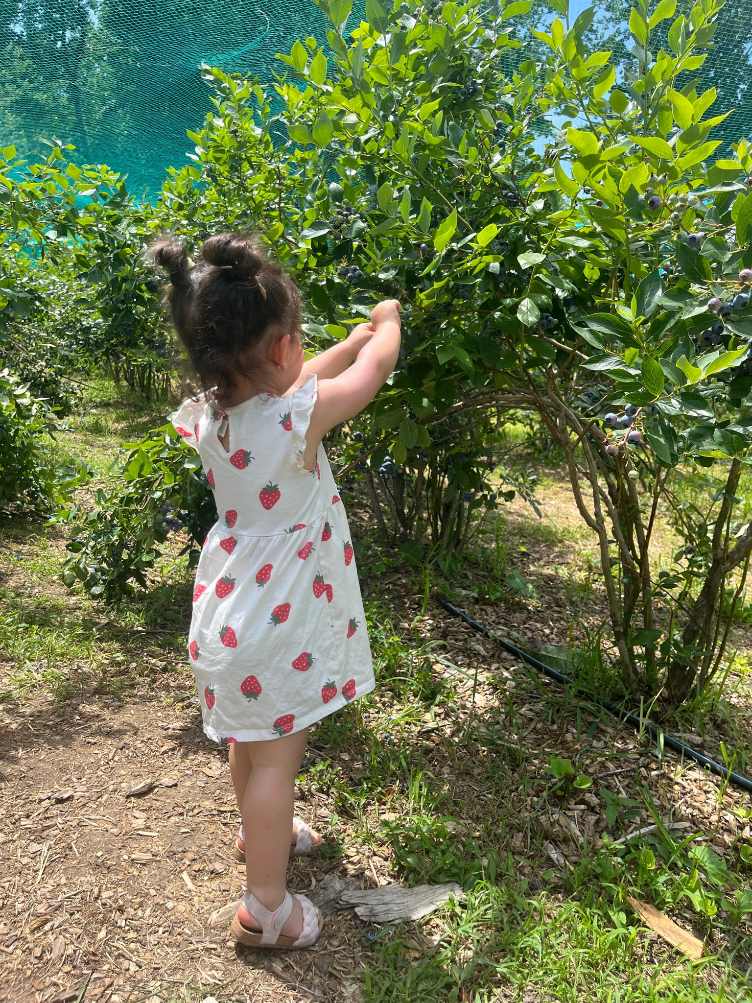 Matching girls dresses | summer dress | baby and toddler | strawberry | sun dress | kids dresses | party dress | little girls | under $10

#LTKKids #LTKSeasonal #LTKBaby