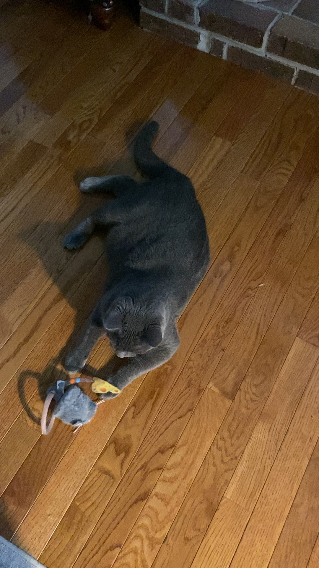 My cat loves his new toy, keeps him entertained!! 🐈‍⬛😻🐈🙀 on sale for Amazo Prime!! 
#cattoys#Amazon prime

#LTKdayinmylife #LTKSaleAlert