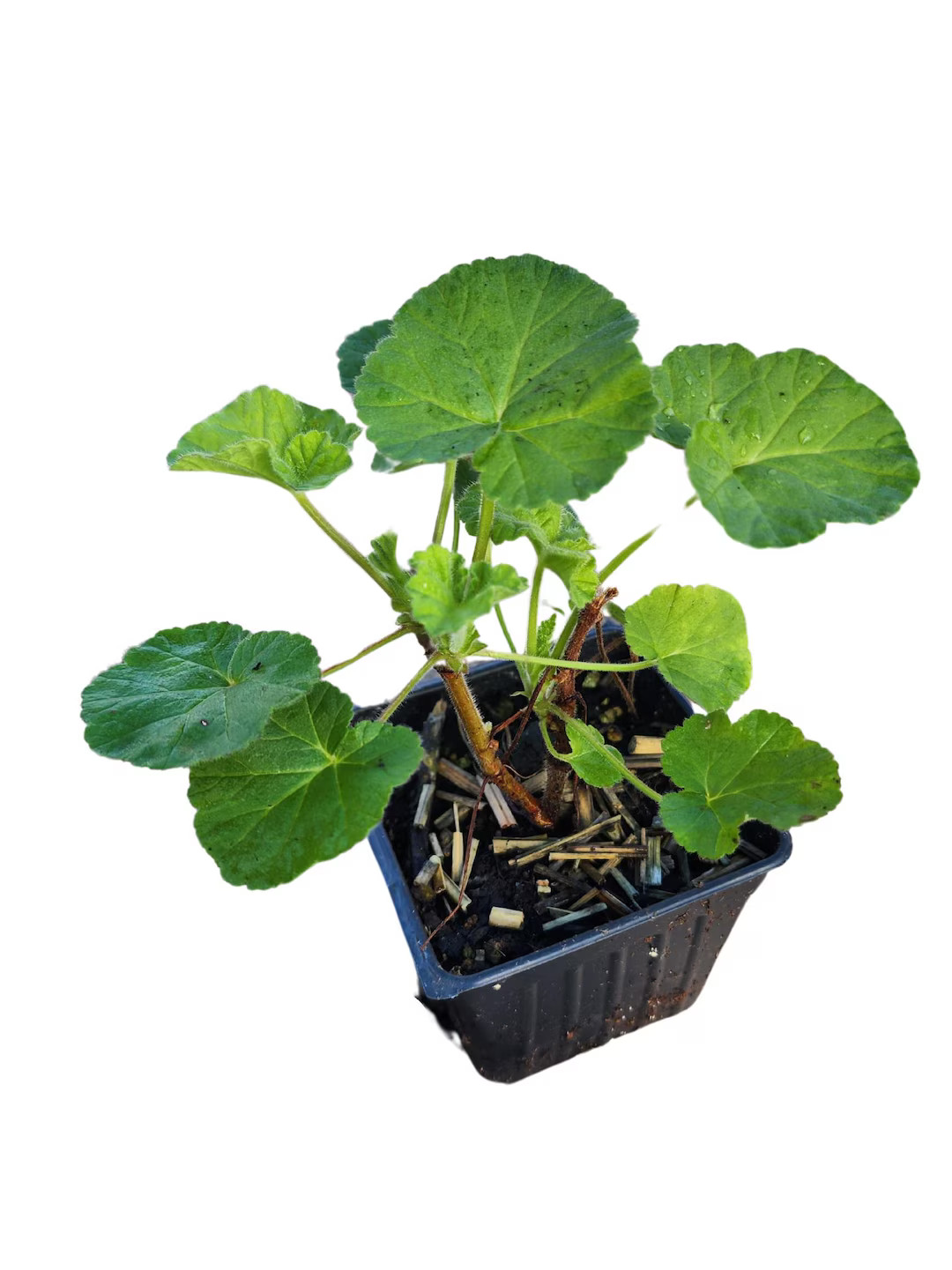 Geranium 'orange' (pelargonium Citriodorum) Organic Scented Geranium Plant in 2.5-inch Pot by Smo... | Etsy (US)