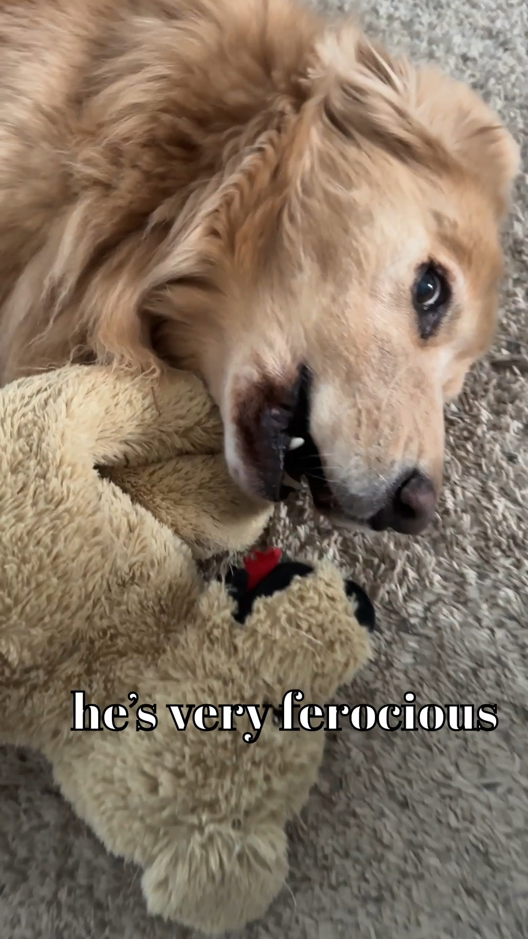 Charlie loves his puppy so much.  I often find them in seemingly posed positions.  So cute!  For a thirteen year old he sure does love his toys.  Nora prefers antlers. 
#dogmom #goldenretriever #golden 

#LTKHome #LTKvlog #LTKmomlife
