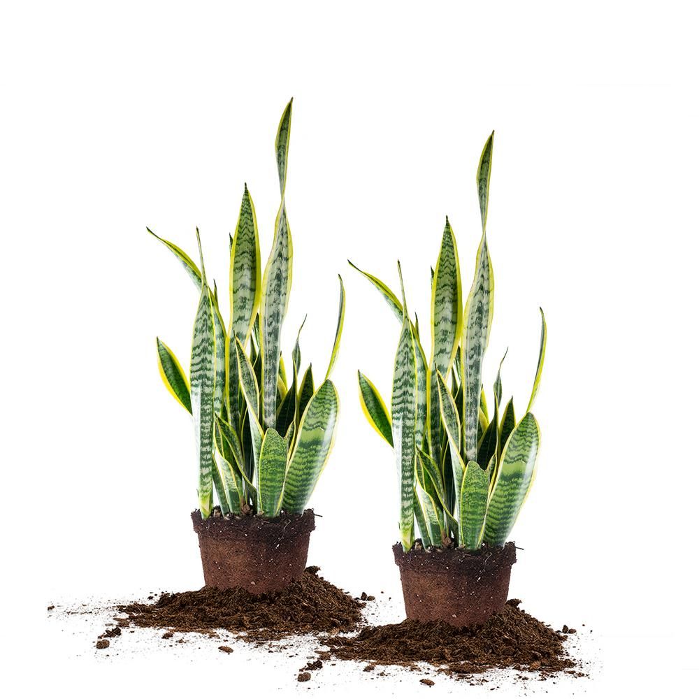 6 in. Snake Plant Pot (2-Pack) | The Home Depot