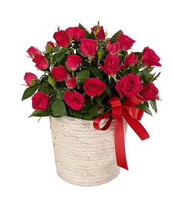 Red Rose Plant - Regular | FromYouFlowers.com