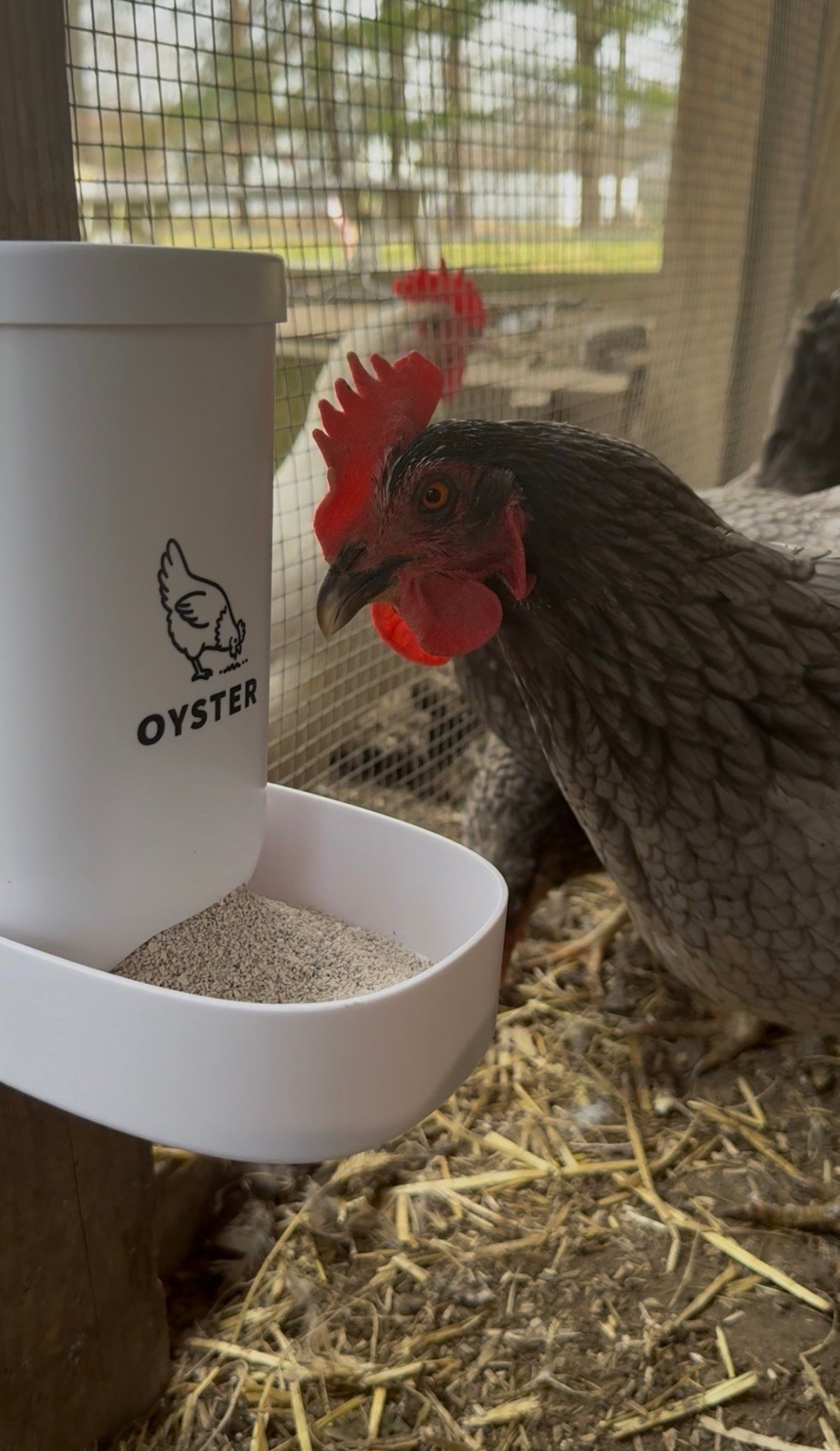 Chicken Supplement Dispenser 🥚