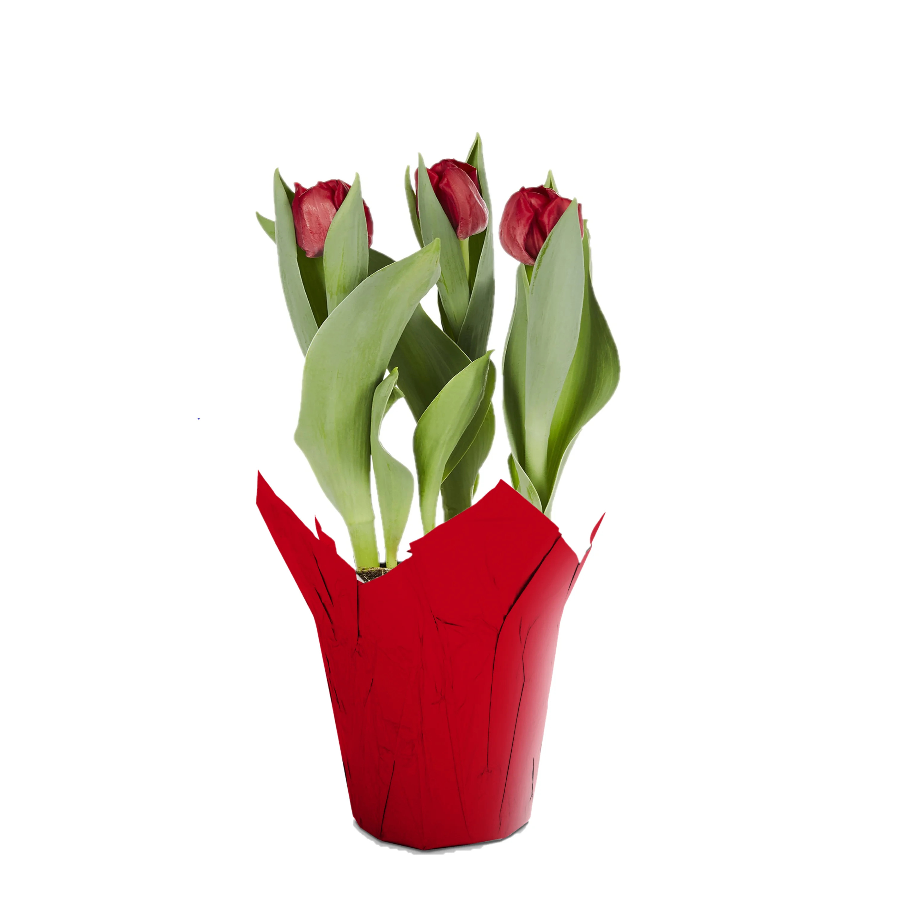 Gifts in Bloom 6 inch Red Tulip Live Plant in Decorative Pot with Indirect Sunlight | Walmart (US)