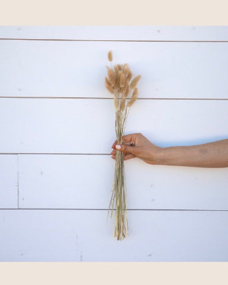 BUNNY TAILS Dried Grass Natural | Etsy (US)