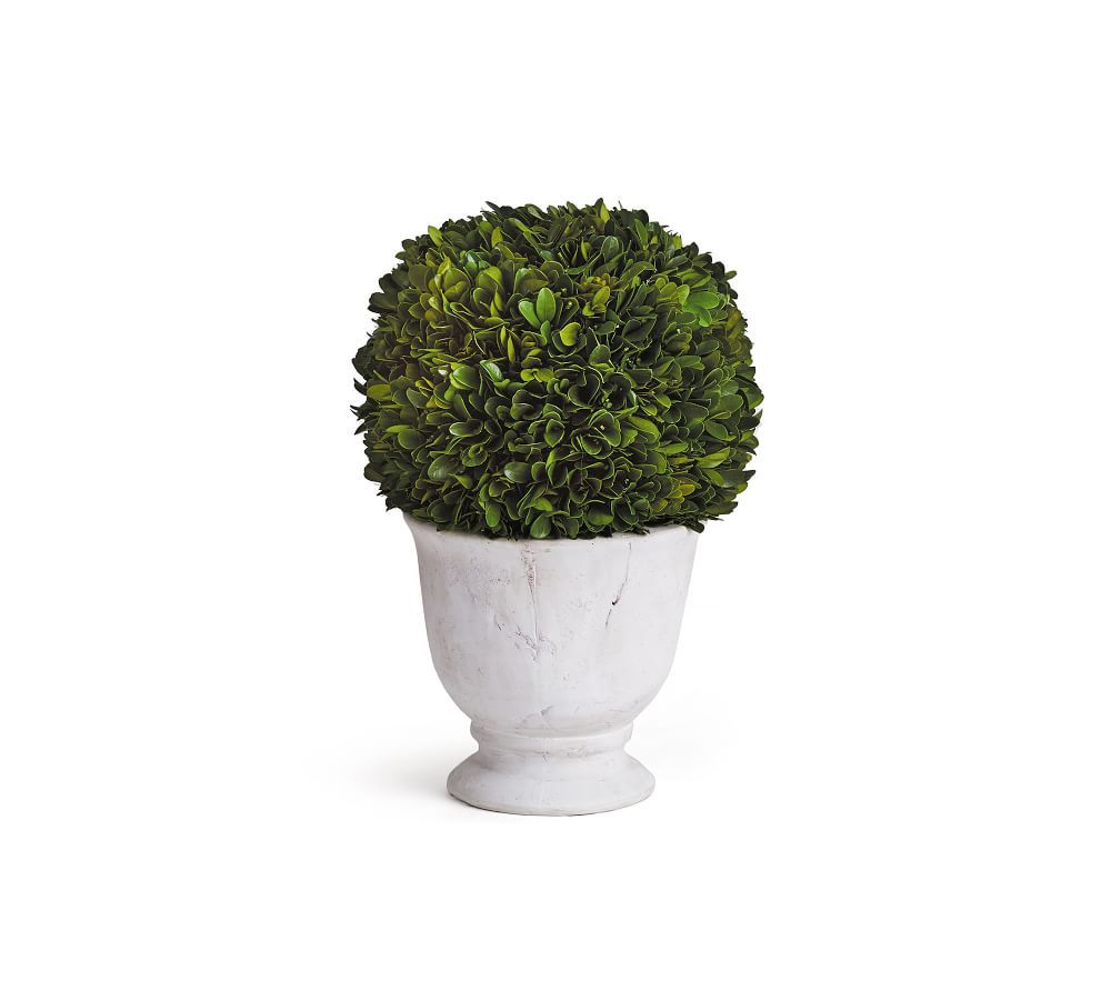 Live Preserved Boxwood Topiary Tree in Ceramic Pot, Round, Large | Pottery Barn (US)