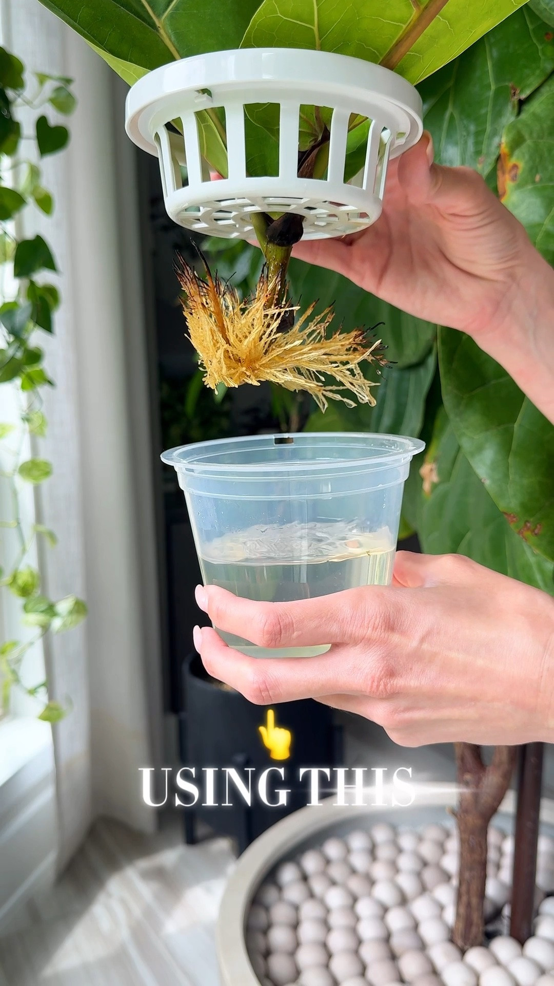 I have tried propagating so many fiddle leaf figs in water, and honestly, they never worked for me. 😅

This was my first time trying it in these window planters, and it was a total success! Not only did the cuttings finally root, but I love having them displayed in the window where they get great light and stay safely out of the way. No more accidentally knocking over jars of water. 🙌

If you’ve had trouble propagating ficus cuttings, this setup might be worth a try!

Comment SEND and I’ll send you the link. 🌱

window planter | fiddle leaf fig propagation | ficus propagation | water propagation | plant propagation

#FiddleLeafFig #PlantPropagation #Houseplants #IndoorPlants #PlantTips

#LTKOver40 #LTKHome #LTKmomlife